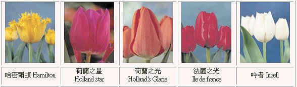 �{����,�����ᩱ�q��-�ڭn�q���{������-�ڭn�R��������-���{������-tulip-flower-�����ᩱ�q��-�x�_�ᩱ-�x����ᩱ-�����ᩱ-�򶩪ᩱ-�Ὤ�ᩱ-�����ᩱ