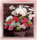 ��o�֪�,�ݬݸԲ��A��Ϥ�-�����ᩱ,�q��-�R��,�e�� flower.host-flower.com