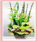 �ݸԲӺ�o����Ϥ�-�����ᩱ,�q��-�R��,�e�� flower.host-flower.com