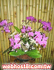 GO�A��j�Ϥ�,�ڭn �q��-�R��,�����ᩱ�q��0952792139,http://www.web-flower.tw/flower/