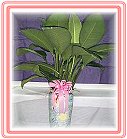 GO�A��j�Ϥ�,�ڭn �q��-�R��,�����ᩱ�q��0952792139