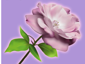 ���˸`�d�D��§��,�ݬݸԲ��A��Ϥ�-�����ᩱ,�q��-�R��,�e�� flower.host-flower.com