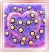 �ݸԲ��A��Ϥ�-�����ᩱ,�q��-�R��,�e�� flower.host-flower.com