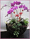 GO�A��j�Ϥ�,�ڭn �q��-�R��,�����ᩱ�q��0952792139,http://www.web-flower.tw/flower/