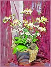 GO�A��j�Ϥ�,�ڭn �q��-�R��,�����ᩱ�q��0952792139,http://www.web-flower.tw/flower/