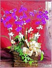 GO�A��j�Ϥ�,�ڭn �q��-�R��,�����ᩱ�q��0952792139,http://www.web-flower.tw/flower/