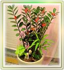 �ݭ�o�j�}�B�֪�Ϥ�..,flower-love-rose,Valentine's Day,���H�`�q��,�R��,�����ᩱ�q��